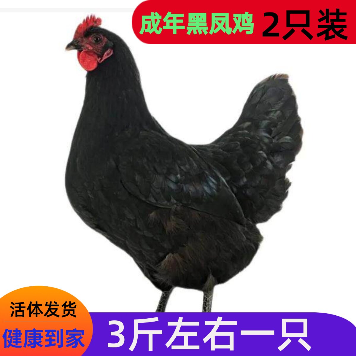 3斤下蛋黑凤鸡活体绿壳蛋鸡下蛋整鸡/整鸡制品