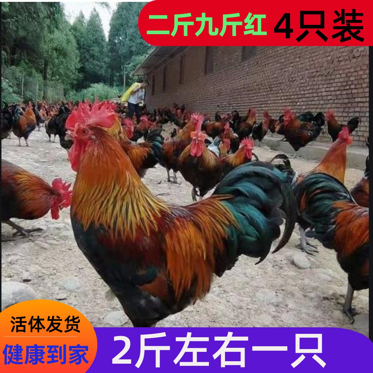 二斤九斤红公鸡土鸡大公鸡阉鸡线宠物鸡