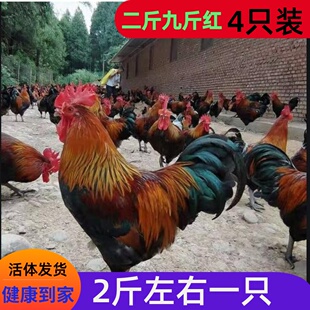 二斤九斤红公鸡土鸡大公鸡阉鸡线鸡活体大公鸡2斤鸡苗产蛋王活体