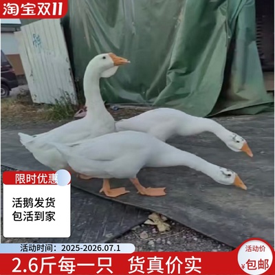 2斤四季蛋鹅狮头鹅苗五龙鹅三花鹅活鹅苗浙东鹅3斤看家护院大白鹅