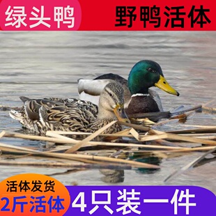 成年鸭一斤鸭绿壳蛋鸭活番鸭活苗野鸭绿头麻鸭活体小鸭苗二斤