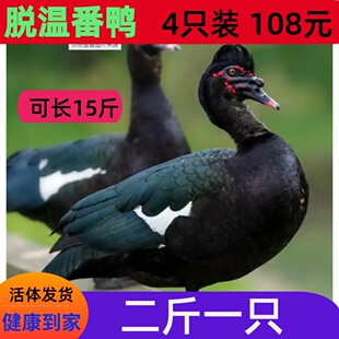 二斤番鸭苗活苗鸳鸯鸭西洋鸭非洲雁美洲雁黑鸭火鸭活鸭苗2斤鸭1斤