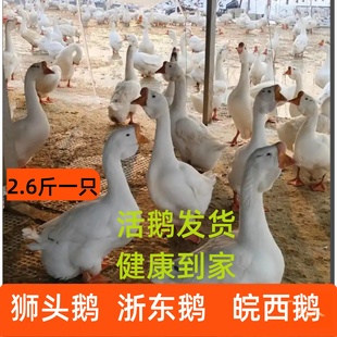 二斤皖西鹅四季蛋鹅2斤狮头鹅三斤五龙鹅浙东鹅三花鹅苗3斤大白鹅