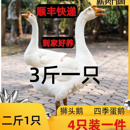 五龙大白鹅鹅苗狮头鹅三花鹅3斤浙东鹅大白鹅活体二斤大鹅下蛋鹅
