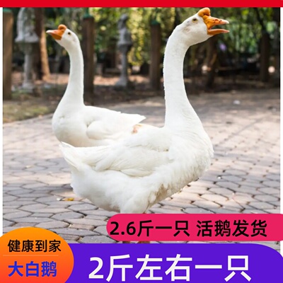 2斤狮头鹅四季白鹅苗产蛋大白鹅产蛋王小鹅苗皖西白四季产蛋鹅