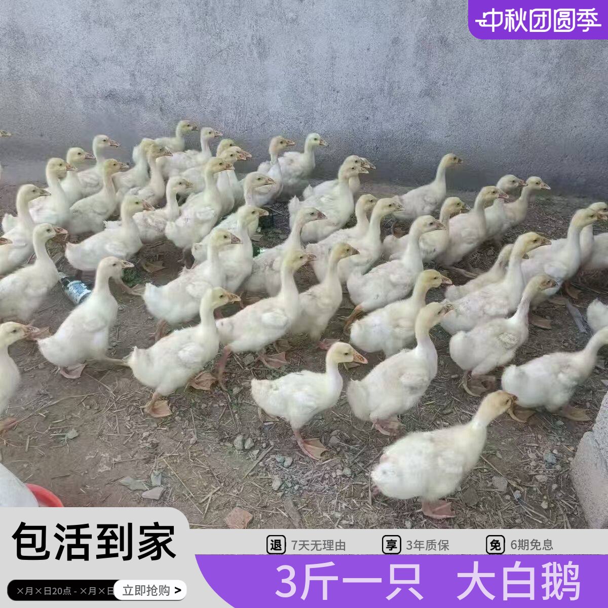狮头鹅特大活体3斤大白鹅三花鹅产蛋鹅五龙鹅四季鹅3斤宠物白鹅