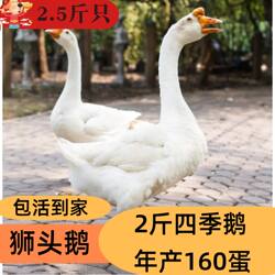 特大活鹅2斤大白鹅三花鹅产蛋鹅五龙鹅四季鹅皖西白鹅浙3斤狮头鹅