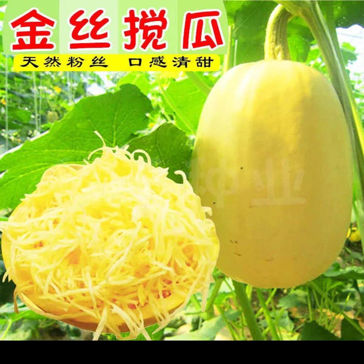 崇明岛新鲜角瓜搅瓜绞瓜金丝瓜鱼翅瓜黄金瓜5斤多省泗县
