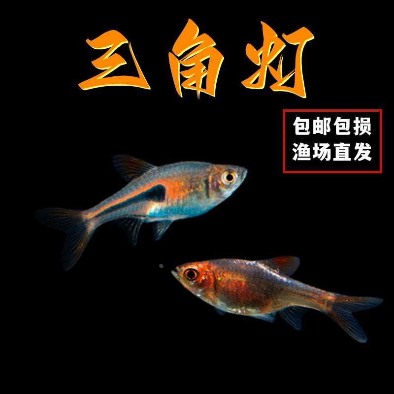 大三角灯鱼紫三角灯鱼金正三角灯鱼红绿灯群游鱼淡水活体热带鱼