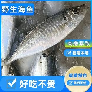 福建野巴浪鱼新鲜冷冻棍子鱼海捕水产海鱼巴浪鱼冰鲜冷冻一整箱