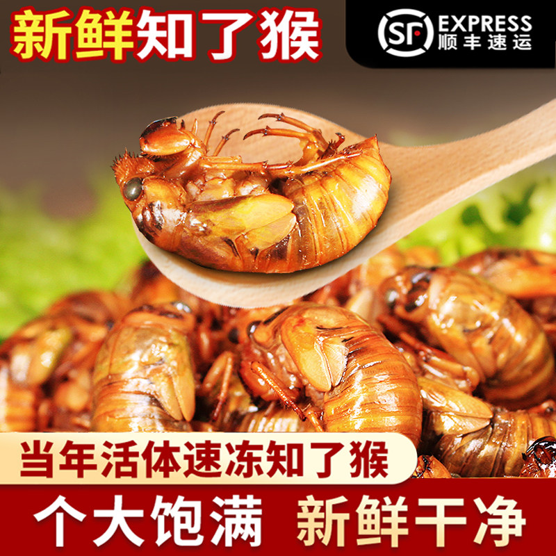 知了截留龟金蝉生新鲜冷冻爬杈猴油煎炸蜕蛹子唐僧肉山东大个包邮
