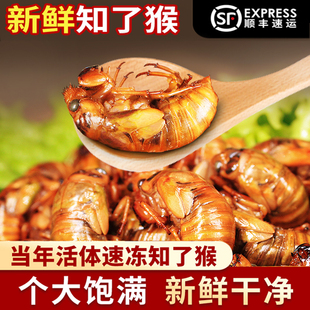 知了截留龟金蝉生新鲜冷冻爬杈猴油煎炸蜕蛹子唐僧肉山东大个包邮