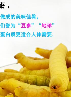 新鲜嫩大黄活体冷冻干豆虫参地珍