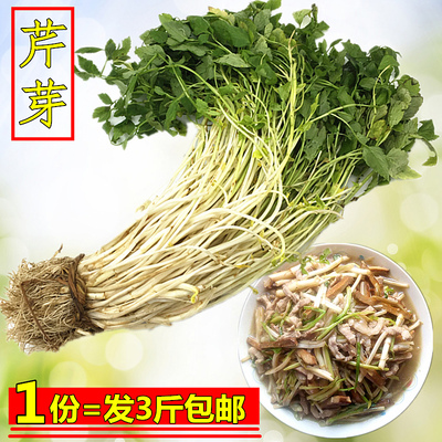 安徽特产新鲜芹芽菜白