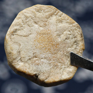 去皮炮附片中药材白附片扶阳无胆倪师沙炒熟附片制附子川江油发货