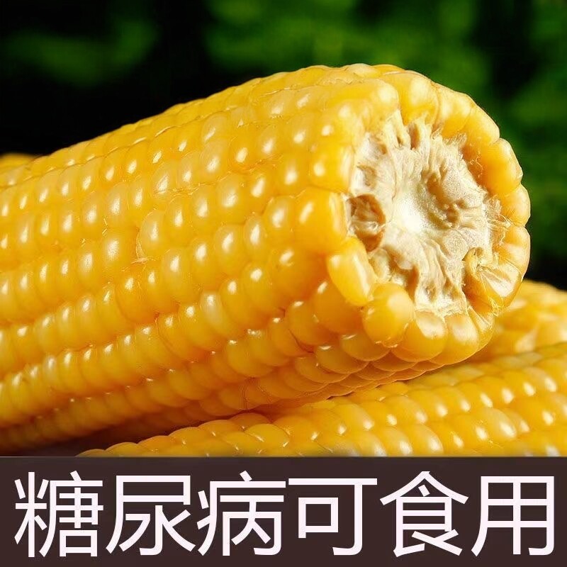 糖尿病人吃的老玉米东北糯玉米