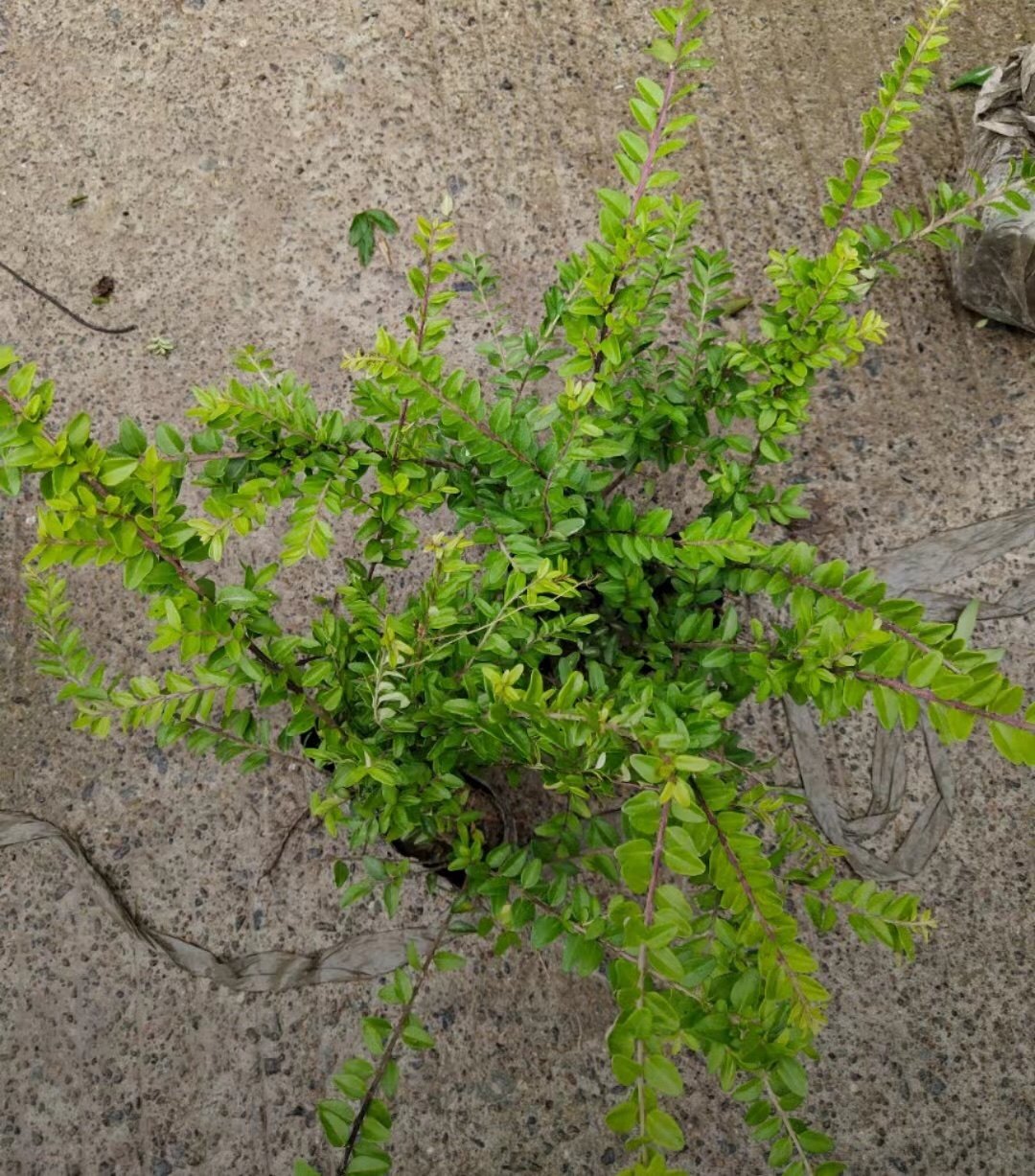 多年生观叶植物 金色亮叶忍冬亮绿忍冬常绿工程别墅