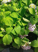 绣球花苗植物无尽夏开花好养的花四季不断盆栽花卉植物室内易养活