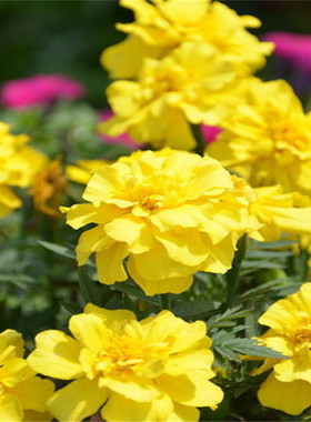 黄色孔雀草种子籽四季播种开花易活景观绿化耐寒花卉阳台庭院鲜花