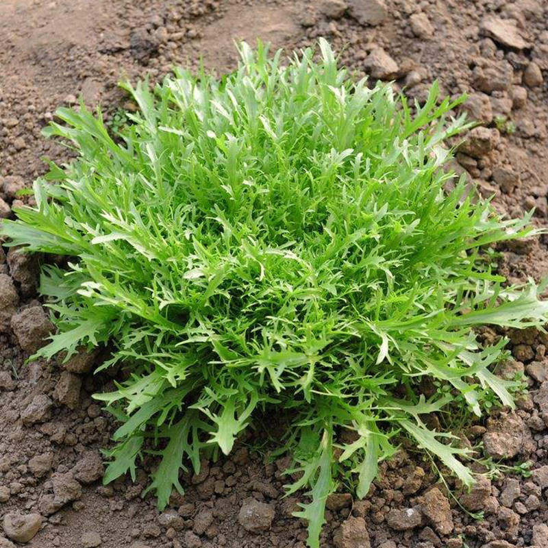 蔬菜种子 苦苣种子 阳台庭院盆栽水果蔬果籽 碎叶菊苣苦苣 易种植