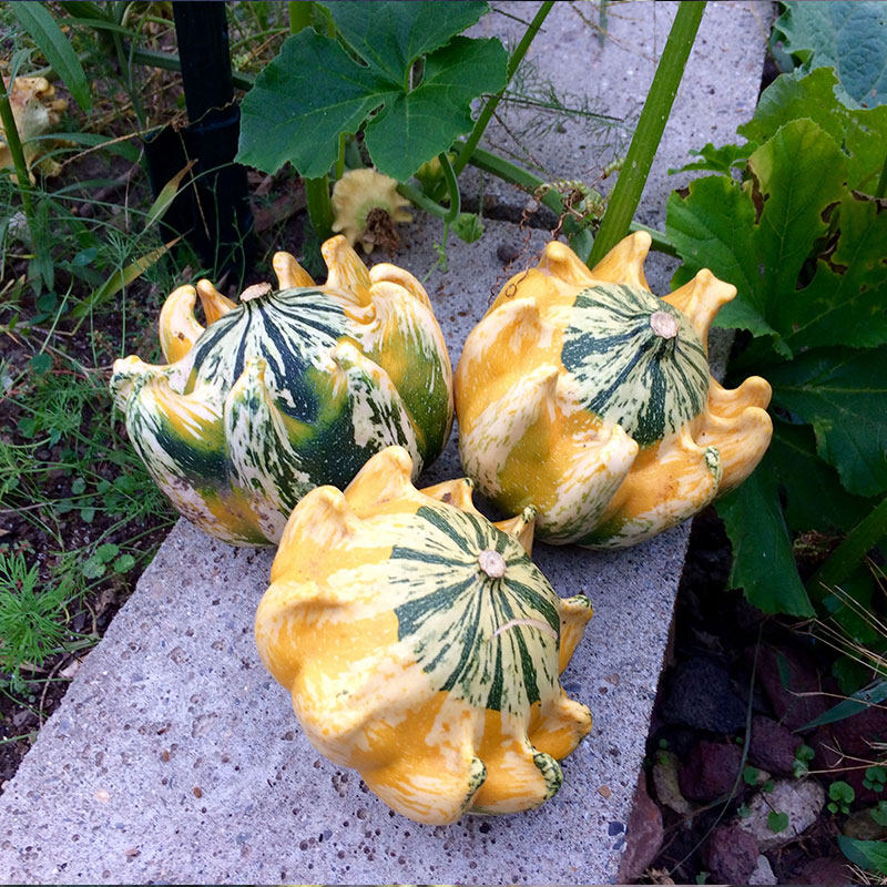 皇冠玩具南瓜种子5粒小丑倭瓜种籽爬藤观赏果可阳台盆栽春季播种
