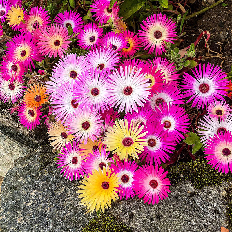 阳台盆栽春播美丽日中花种子