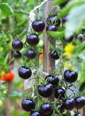 黑骑士番茄种子黑色珍珠樱桃西红柿种籽田园蔬菜室外阳台盆栽春播