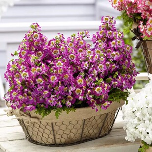 蛾蝶花种子四季易种活室内盆栽植物花种籽子花卉花草蝴蝶兰花种子