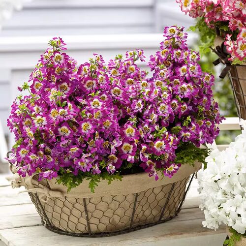 蛾蝶花易种室内盆栽植物四季