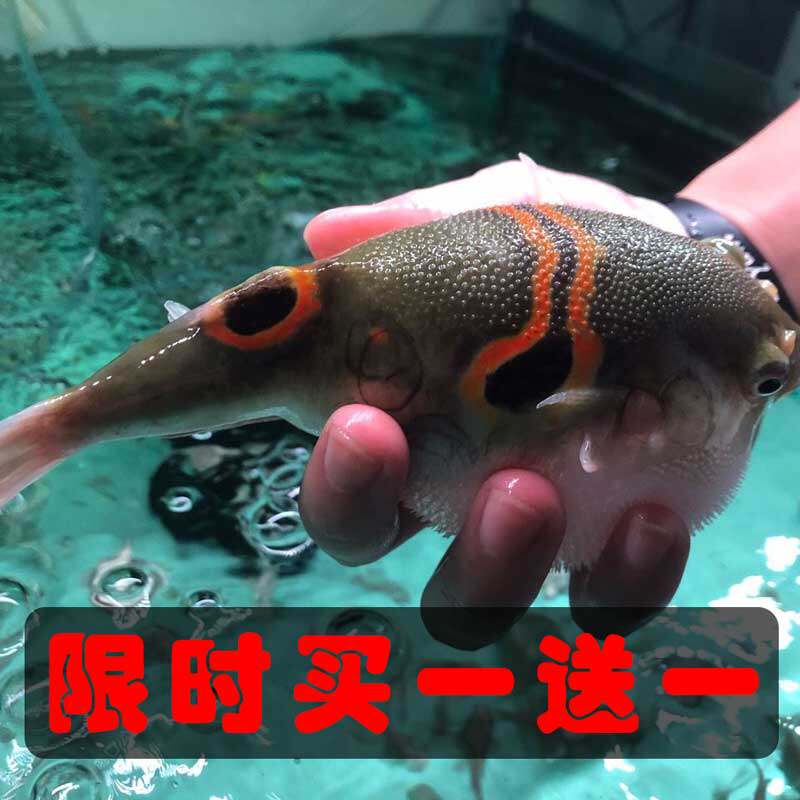斑马狗头鱼麒麟巧克力毛毛潜水艇皇冠热带弓斑河豚观赏鱼活体宠物
