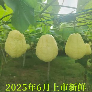 2026新鲜佛手瓜早熟上市高山白玉佛手瓜富山猪肉瓜水果瓜脆瓜3斤