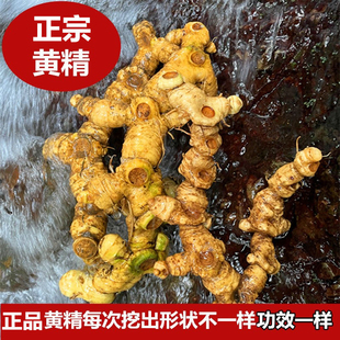深山黄精姜型多花黄精老虎姜中药材正品10年特产非九蒸九晒