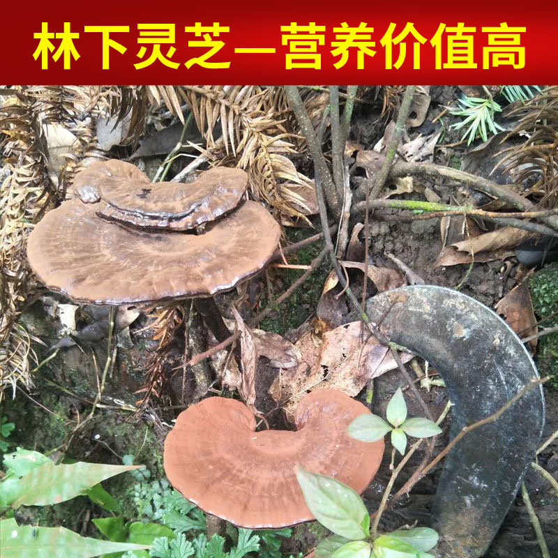 贵州深山野生黑灵芝正宗野生灵芝正品干货可泡酒可泡茶