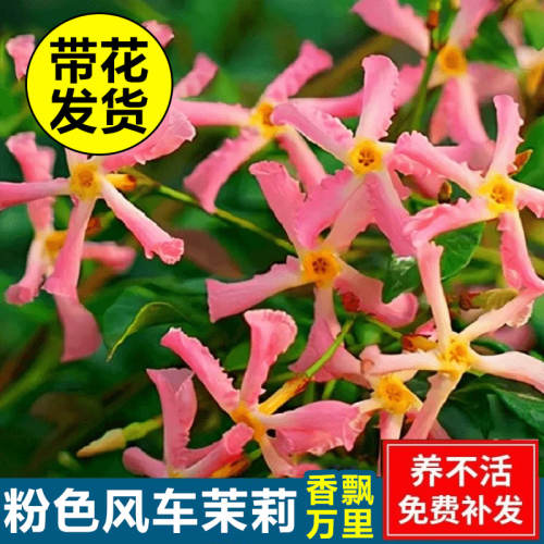 粉色风车茉莉盆栽阳台庭院耐热鲜花爬藤植物户外花园造景花卉绿植
