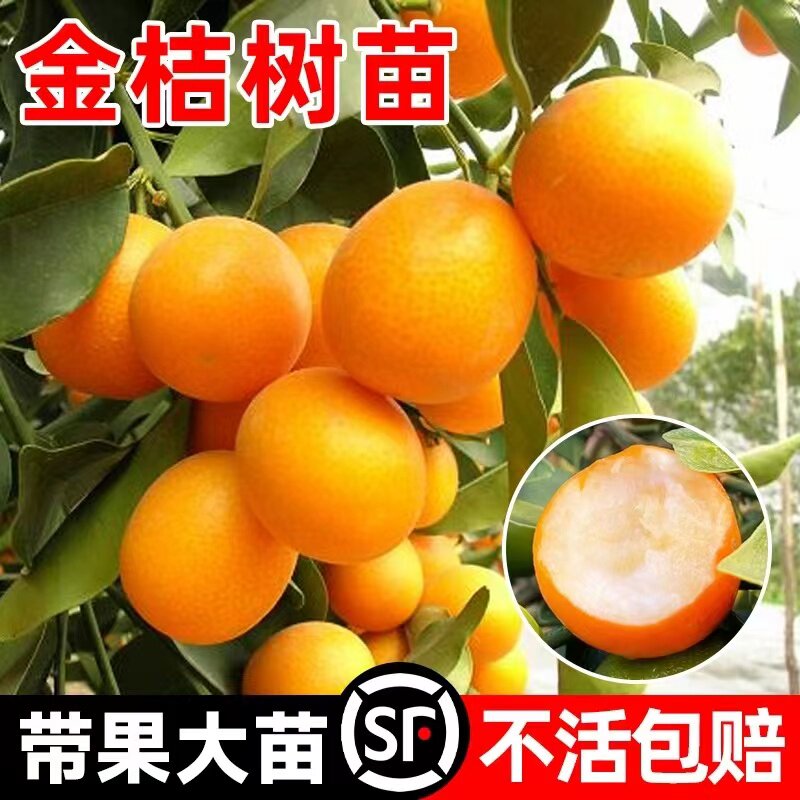 金桔树盆栽带果可食用脆皮金桔子树苗阳台庭院四季开 花结果橘子图片