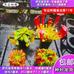 多种食虫植物组合套餐【套装捕蝇草猪笼草茅膏菜狸藻土瓶捕虫堇】