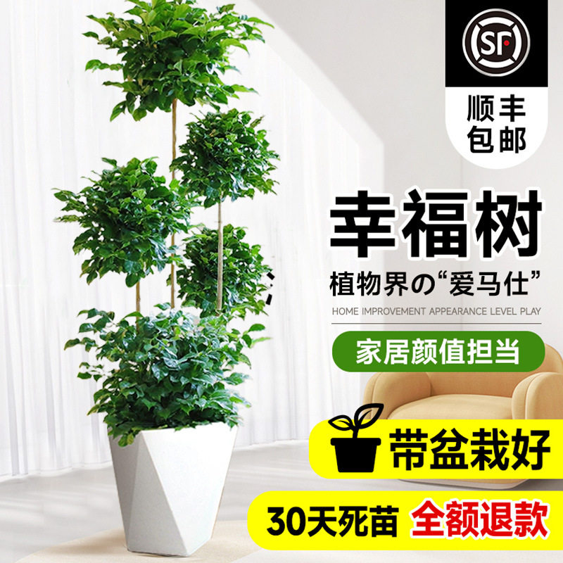 幸福树客厅盆栽好养吸甲醛