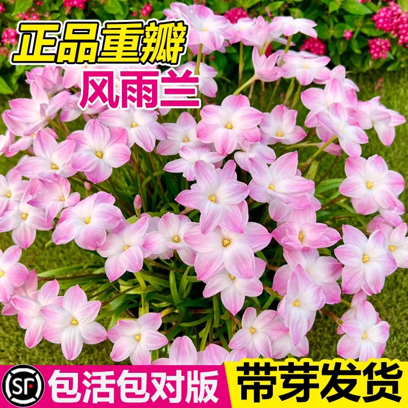 云南风雨兰大种球韭韭莲韭菜兰四季重瓣易活室外阳台盆栽花种籽子