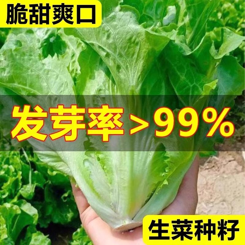 意大利生菜种子大全种籽四季阳台盆栽春秋播罗马青菜奶油蔬菜种孑,鲜花速递/花卉仿真/绿植园艺,家庭园艺种子,淘宝优惠券,粉丝福利购,淘宝优惠卷