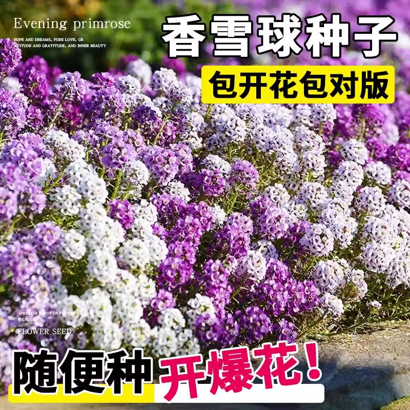 矮生香雪球花种子室内外庭院多年生四季春秋地被阳台浓香垂吊花籽