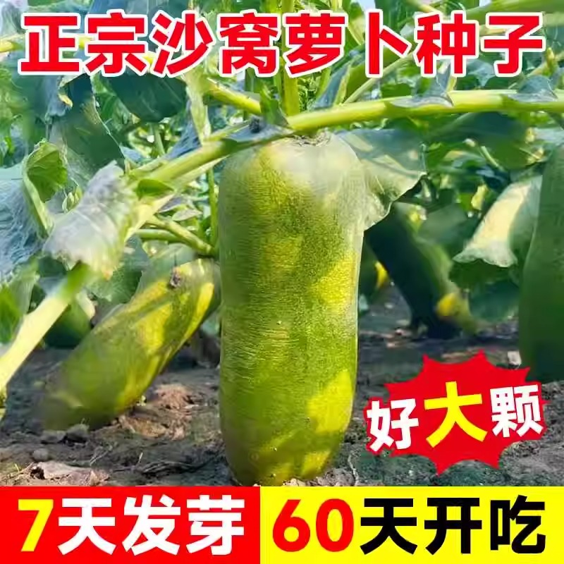 冰糖水果沙窝萝卜种子甜脆凤梨糖心青萝卜籽四季阳台盆栽蔬菜种孑
