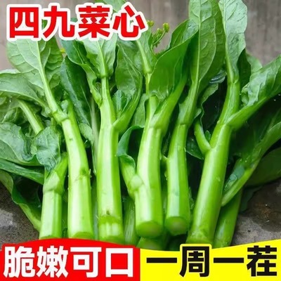 广东四九菜心种子四季红菜苔白菜苔春秋速生青菜蔬菜苗秧菜籽孑种