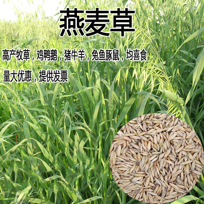 高产型燕麦种子养殖牧草鱼饲料牛羊鸡鸭鹅猪牧草种籽四季牧草种籽,鲜花速递/花卉仿真/绿植园艺,家庭园艺种子,淘宝优惠券,粉丝福利购,淘宝优惠卷