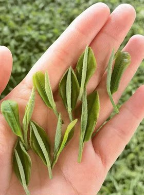 高原春雪贵州有机新茶绿茶250g