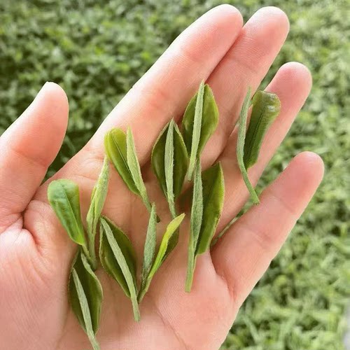 高原春雪贵州有机新茶绿茶250g