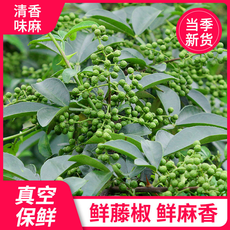 保鲜新鲜青花椒藤椒真空保鲜鲜花椒鲜藤椒九叶青花椒四川麻椒新鲜