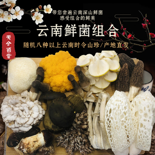 云南特产新鲜菌菇羊肚菌竹荪黑牛肝金耳非野生菌鲜菌组合虫草花