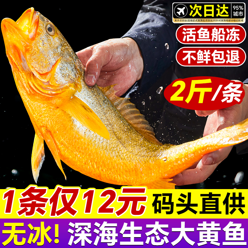 补贴50单！高品质超大黄花鱼4条