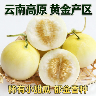 云南高原黄金产区郁金香小甜瓜新鲜水果香甜多汁农家自种5斤大果