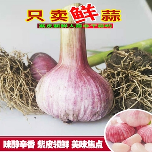 当季 云南紫皮大蒜新鲜现挖新鲜大蒜农家多瓣蒜糖醋红皮湿大蒜香蒜